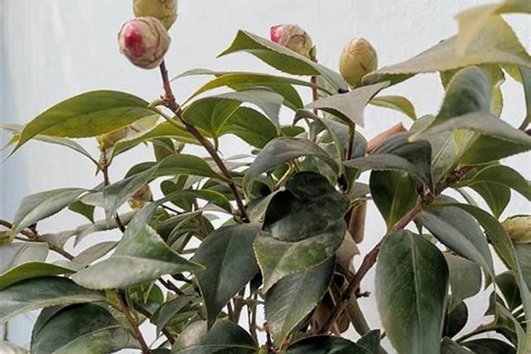 茶花打花苞施什么肥