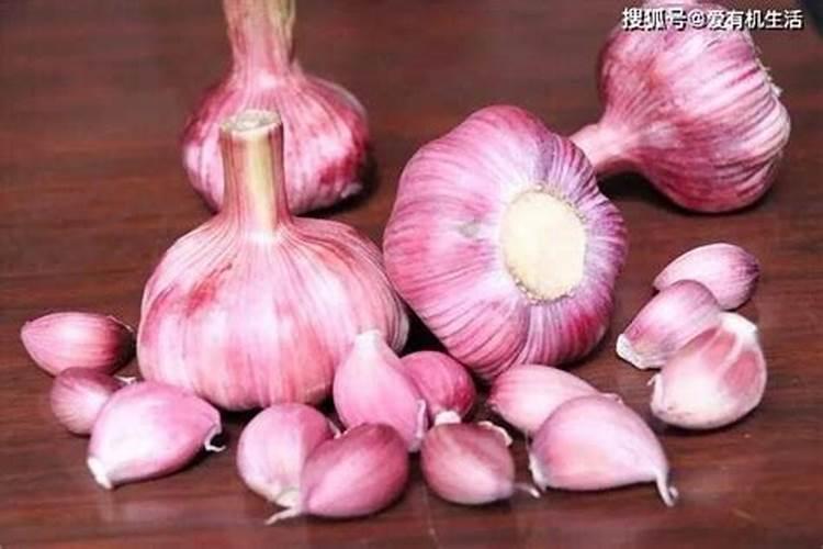 种大蒜上什么肥料最好
