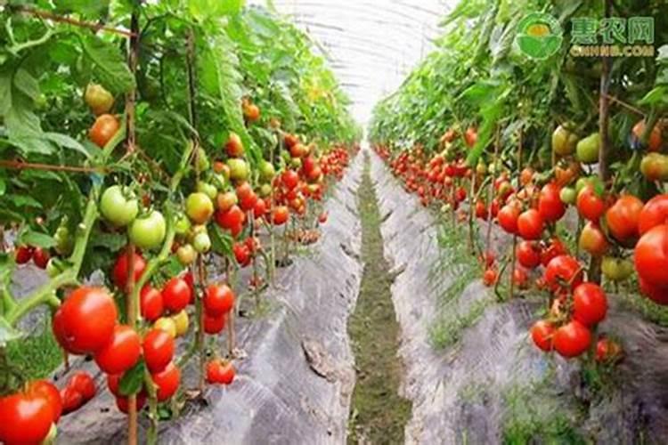 草莓开花结果期怎么施肥 肥料要怎么选择