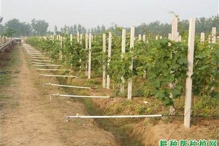 有机肥生产设备一共大概需要多少钱？