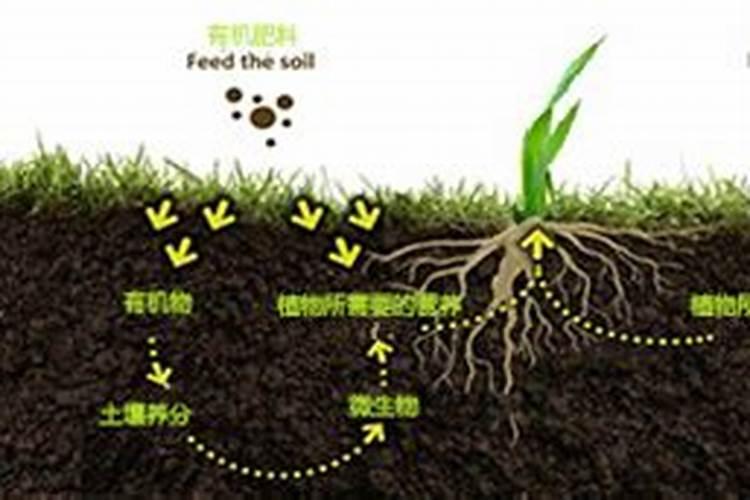 生根粉的成分和使用方法？