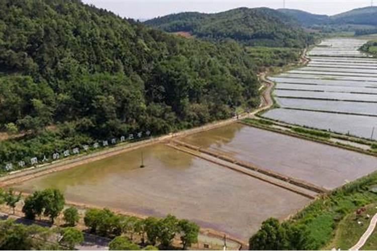 台湾水稻不用农药化肥亩产多少