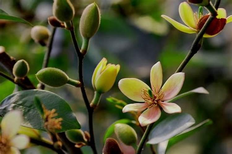 含笑花盆栽施肥方法