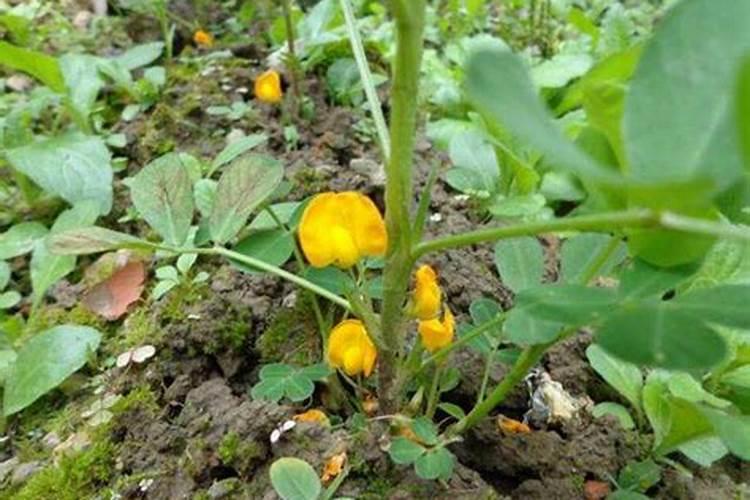 花生开花期施什么肥料