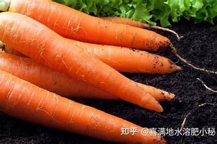 萝卜怎样浇水施肥能高产？