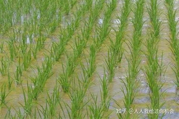 稻花香水稻用氯化钾应在啥时候？