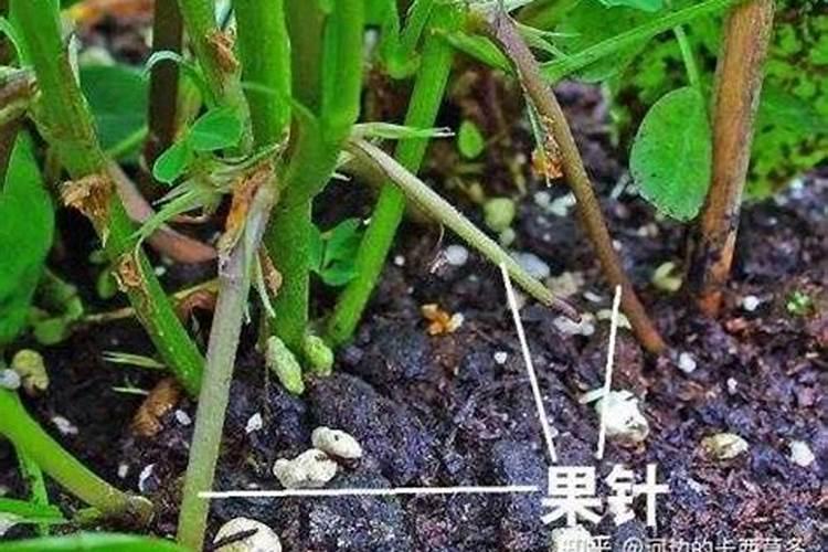 种花生施什么肥料好
