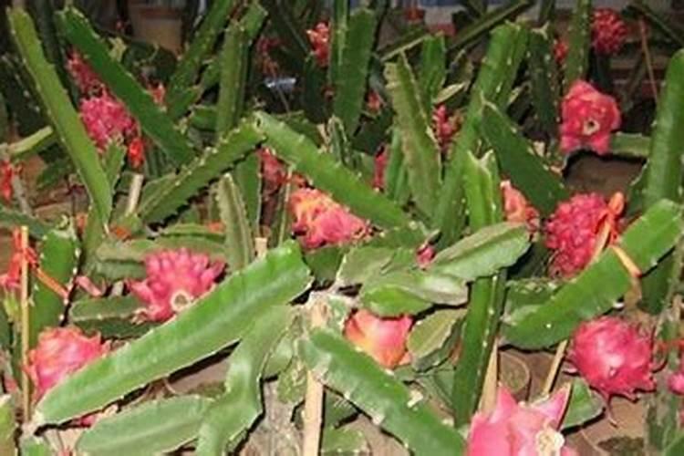除草剂在土壤里是如何降解的？