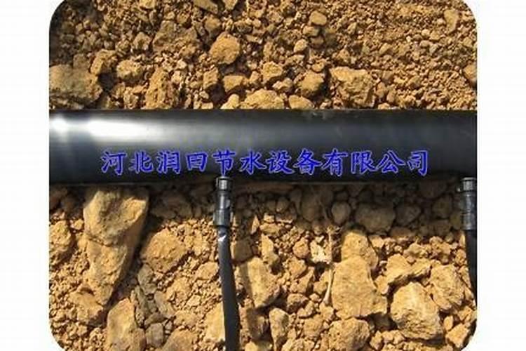 大棚种植番茄需要注意事项 大棚种植番茄需要注意什么