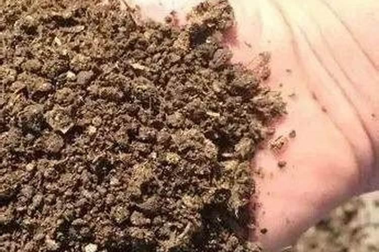 怎样防治柑橘缺硼症？
