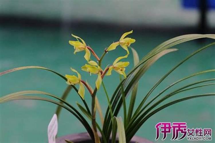 水培兰花怎样施肥？