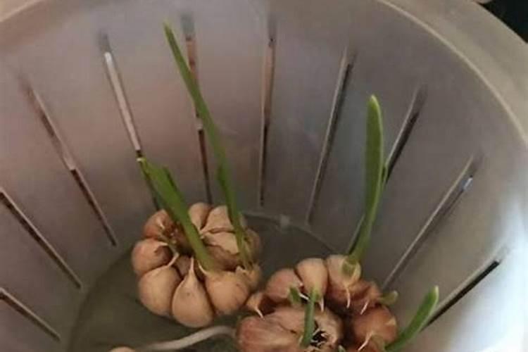 大蒜用什么肥料生根快？