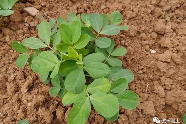 种花生可以把复合肥撒在穴里吗？花生种子与复合肥可以同时放在穴里吗吗...