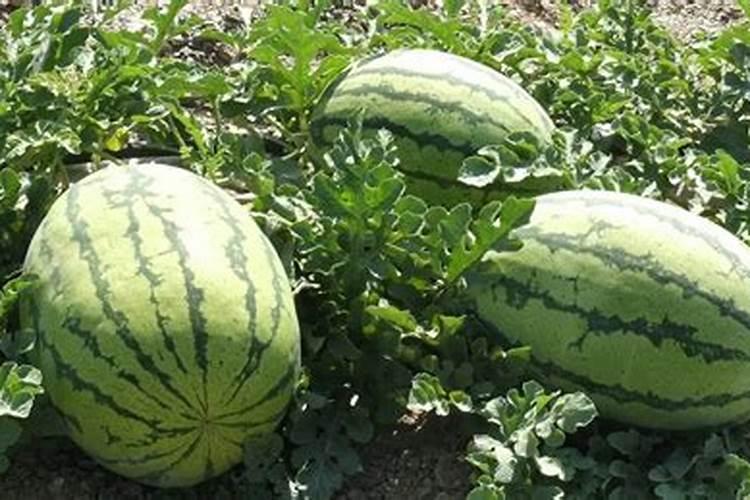 西瓜膨大期可以冲施3个15芭田布衣皇后吗