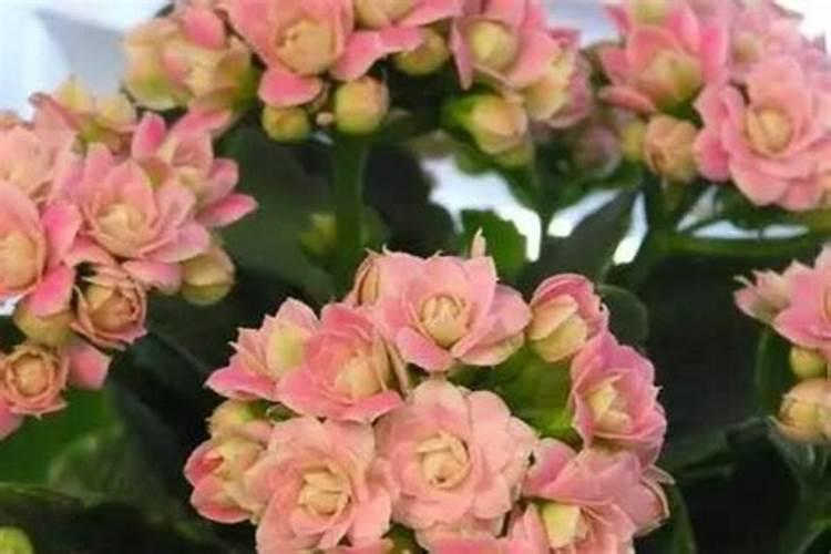 长寿花夏天可以施肥吗,长寿花施肥技巧