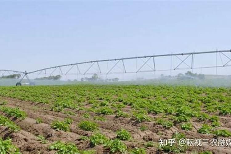 水溶肥和营养液能同时使用吗？