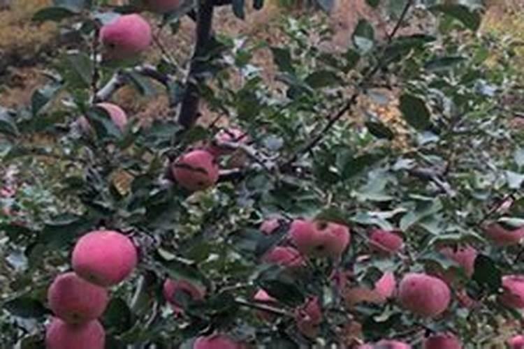 苹果树上什么肥料好