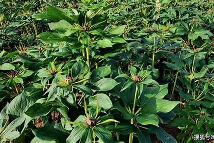 重楼的种植方法技术