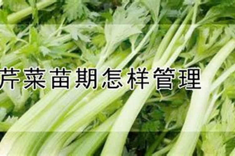 芹菜浇水冲施什么肥料 芹菜浇水冲施啥肥料