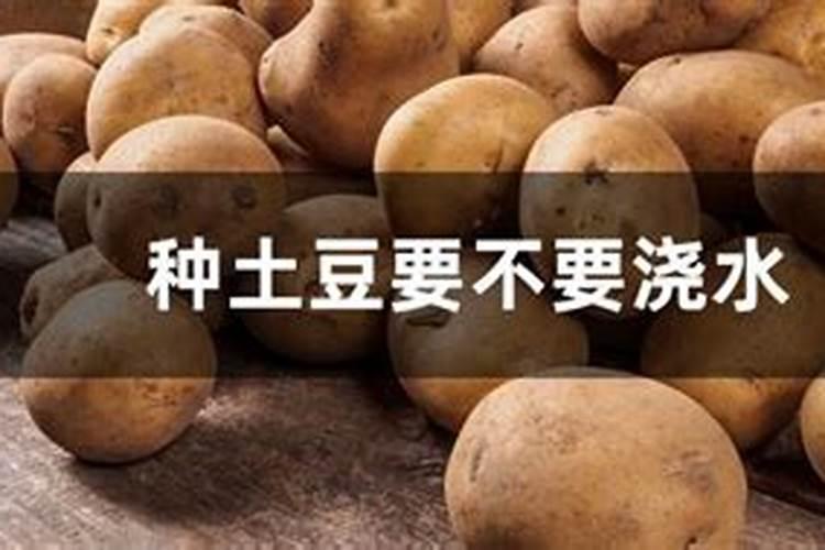 种土豆个大的秘诀