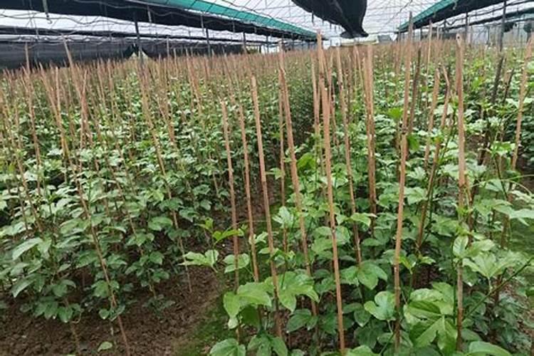 百香果施什么肥才更甜