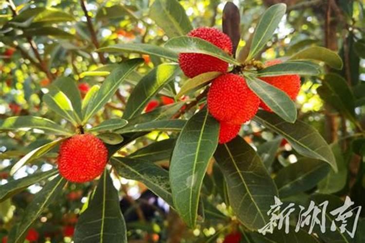 乌梅可以在家里种吗