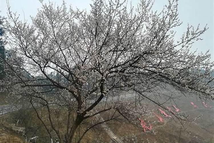 盆栽乌梅怎么样