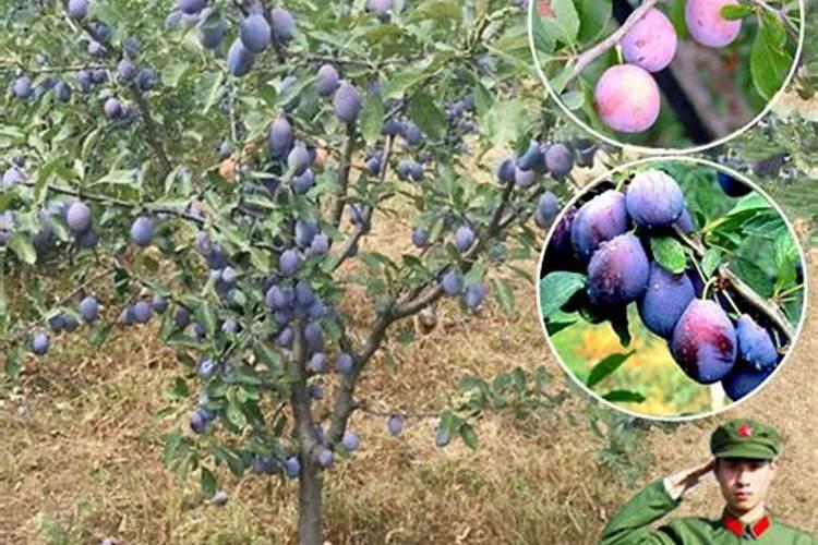 乌梅什么时候修剪