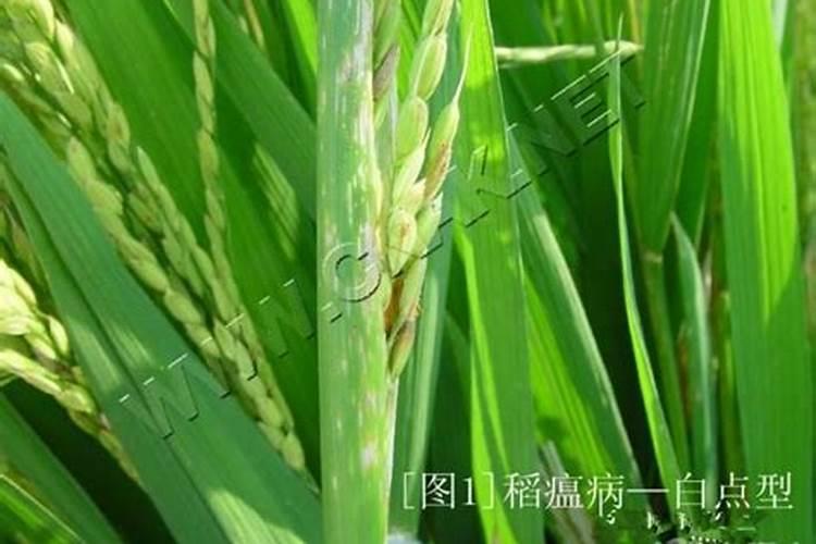 水稻什么时候预防呀稻瘟病呀？