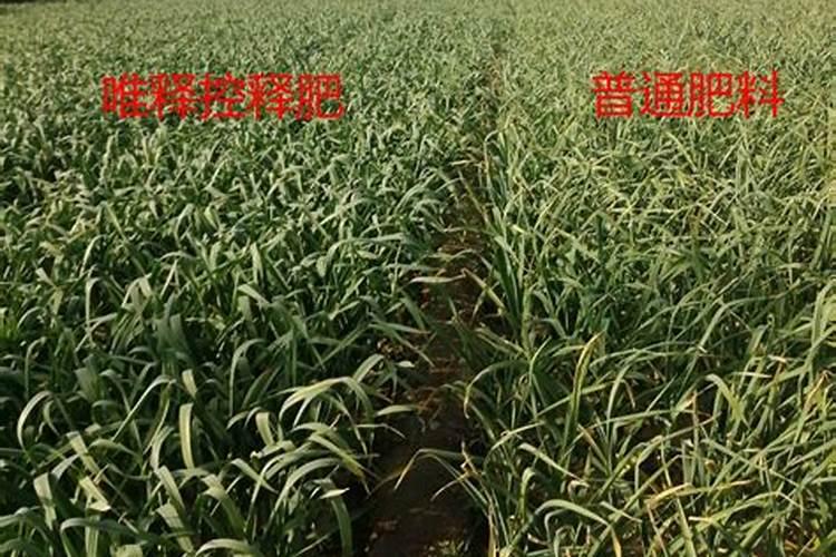 目前小麦或水稻价格多少钱一斤？