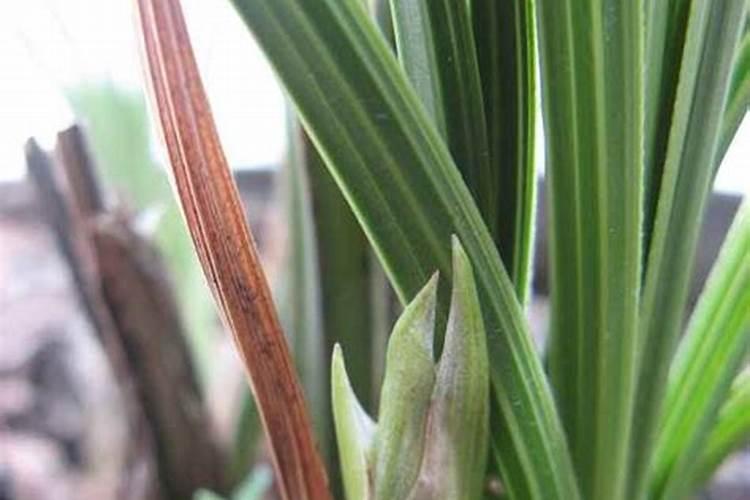 大花蕙兰怎么施肥