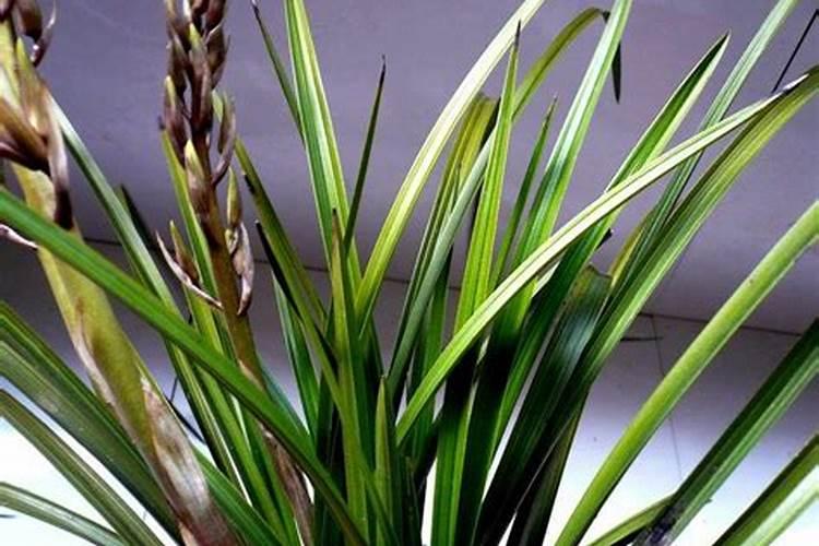 请问一下,叶子宽3厘米,植株高45厘米,是什么兰花啊？