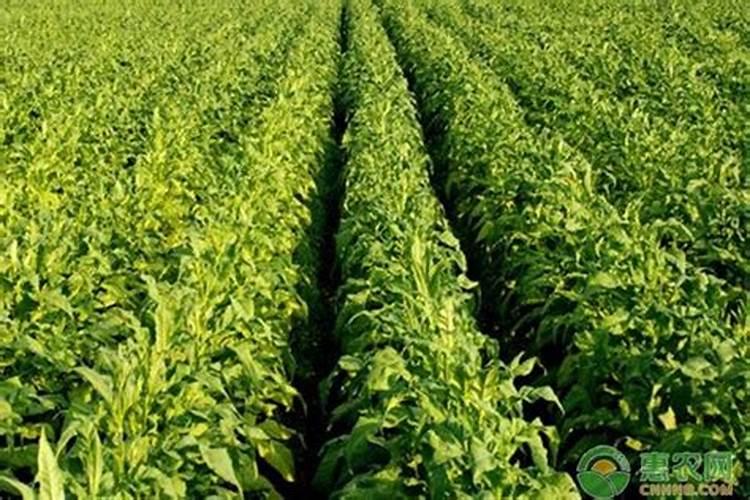 烟草复合肥的氮磷钾比例是多少？四川宜宾当地烤烟移栽的基肥有哪些量是...