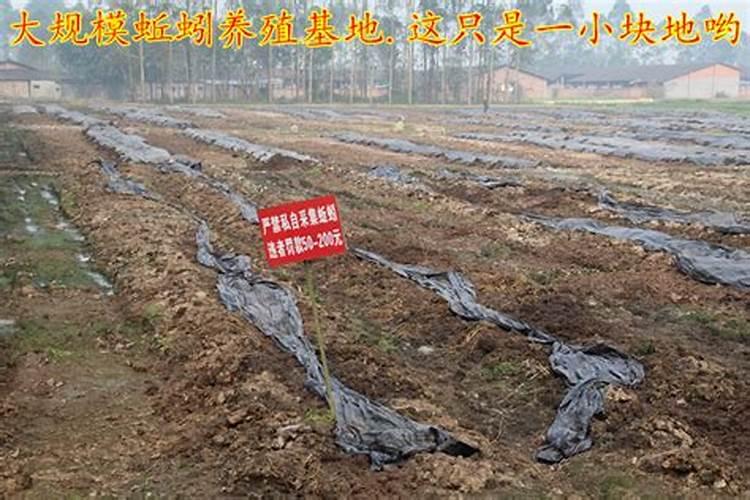 仙客来浇什么肥最好