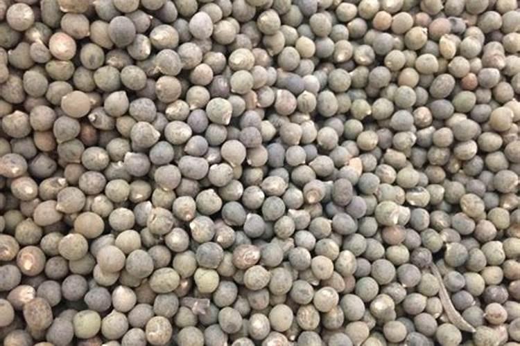 秋葵的种植方法是什么