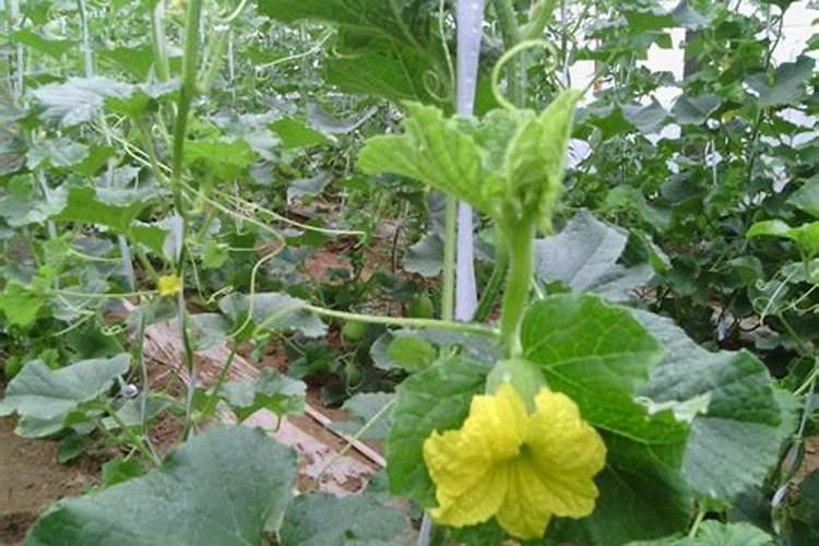 香瓜开花挂果期喷高钾叶面肥好还是高磷叶面肥好？