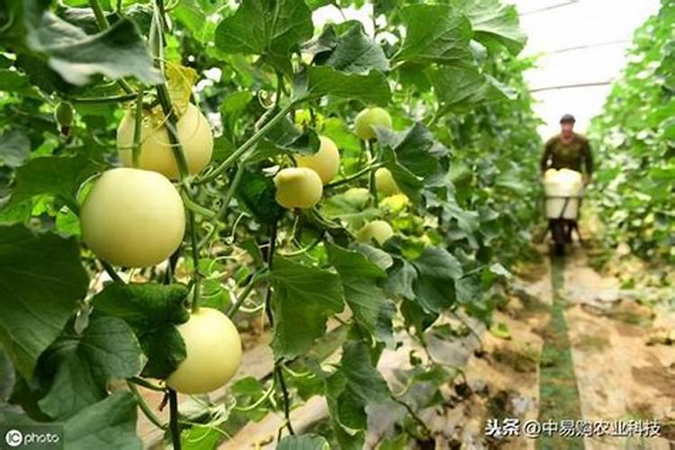 香瓜施什么肥料最好