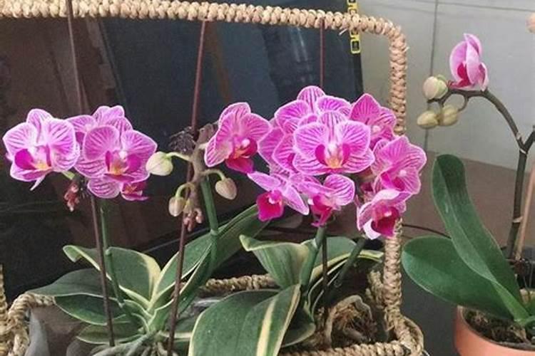 兰花施什么肥好
