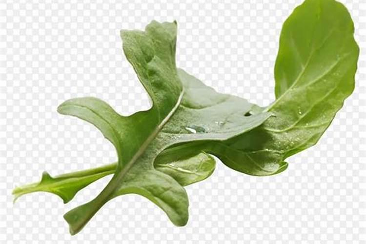 白菜幼苗期两片真叶 控旺用磷酸二氢钾可以吗？