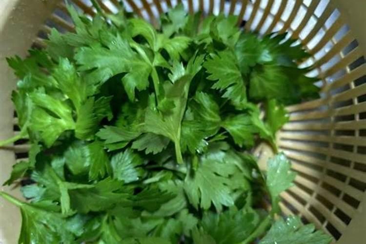 哪种叶面肥能让叶子又肥又大