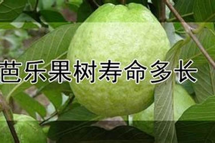芭乐(番石榴)如何种养,请教!