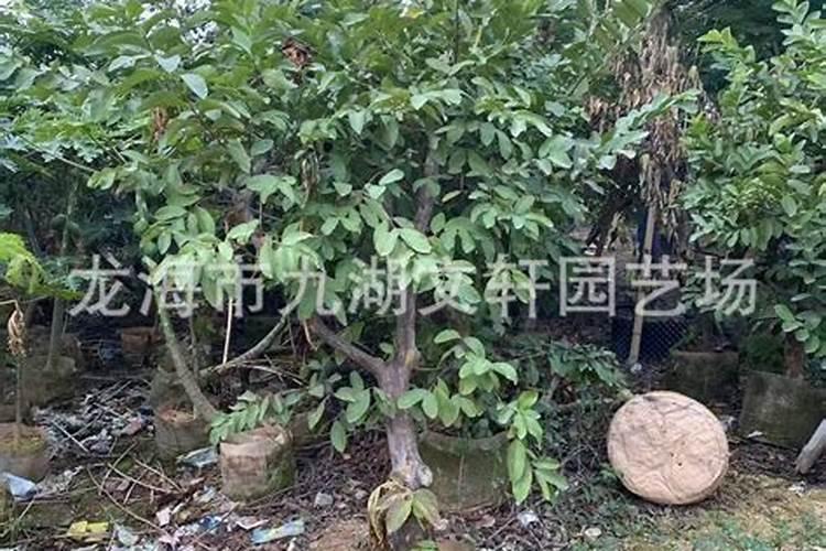 施什么肥能让芭乐又脆又甜？
