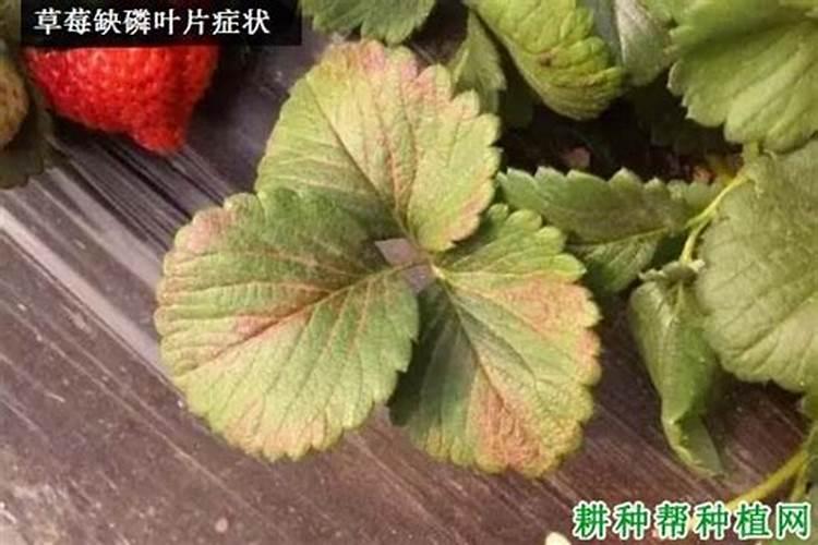 草莓磷肥过量是什么症状