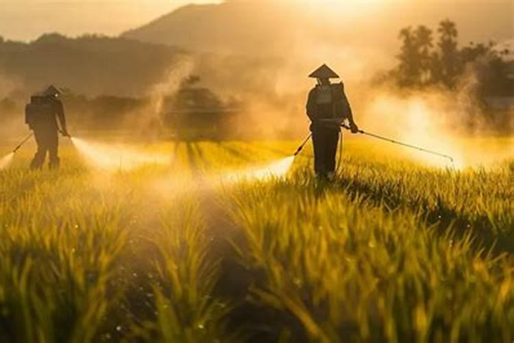 叶面肥什么时候打合适