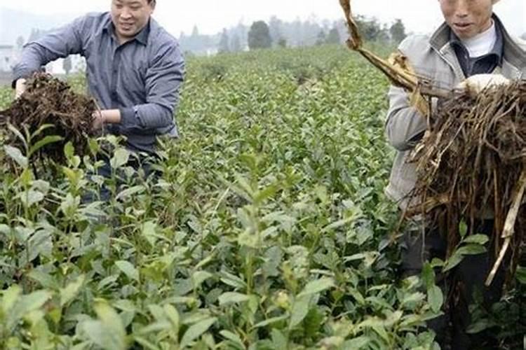 茶叶树怎么施肥