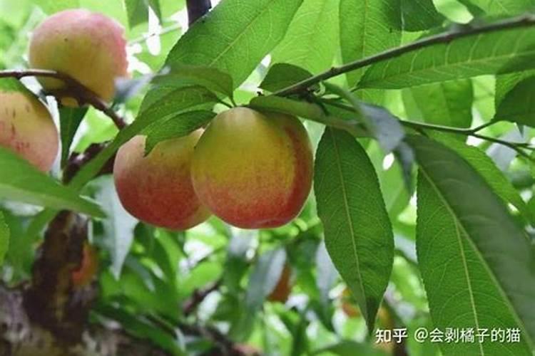 水蜜桃五月份施肥果子会掉吗
