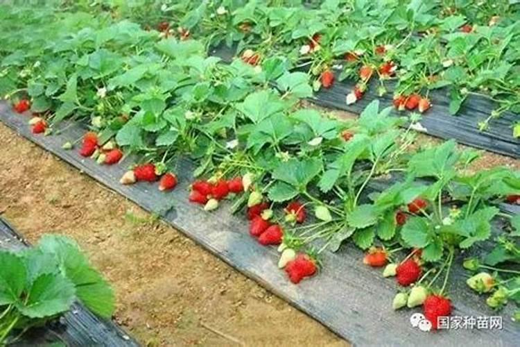 草莓什么时候施肥最好 草莓的施肥时间