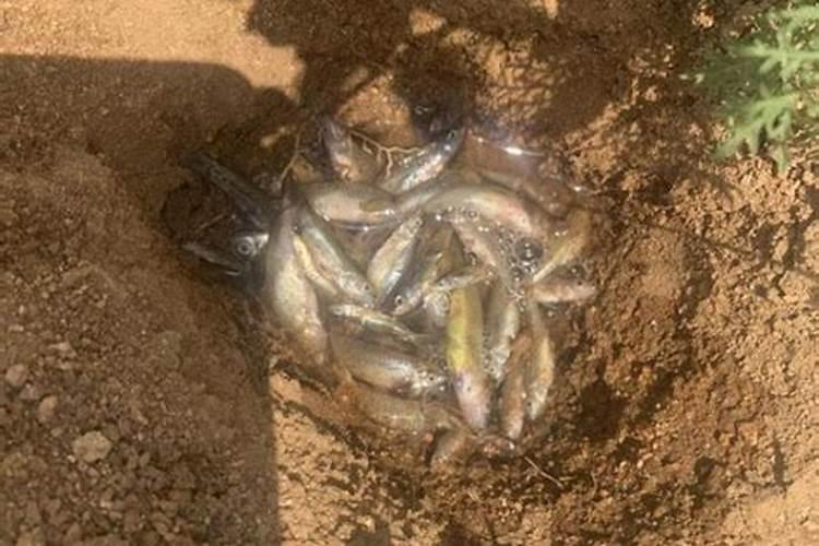 用死鱼可以浇花吗