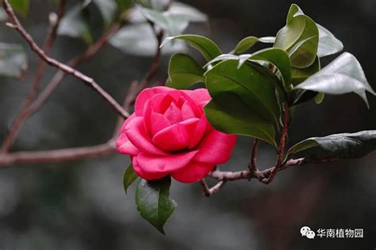 山茶花开花时能施肥吗,开花期施什么肥