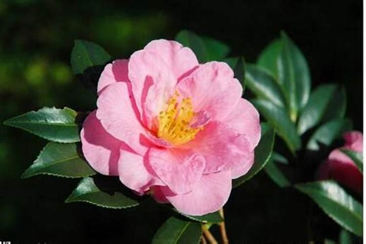 茶花要上什么肥料？
